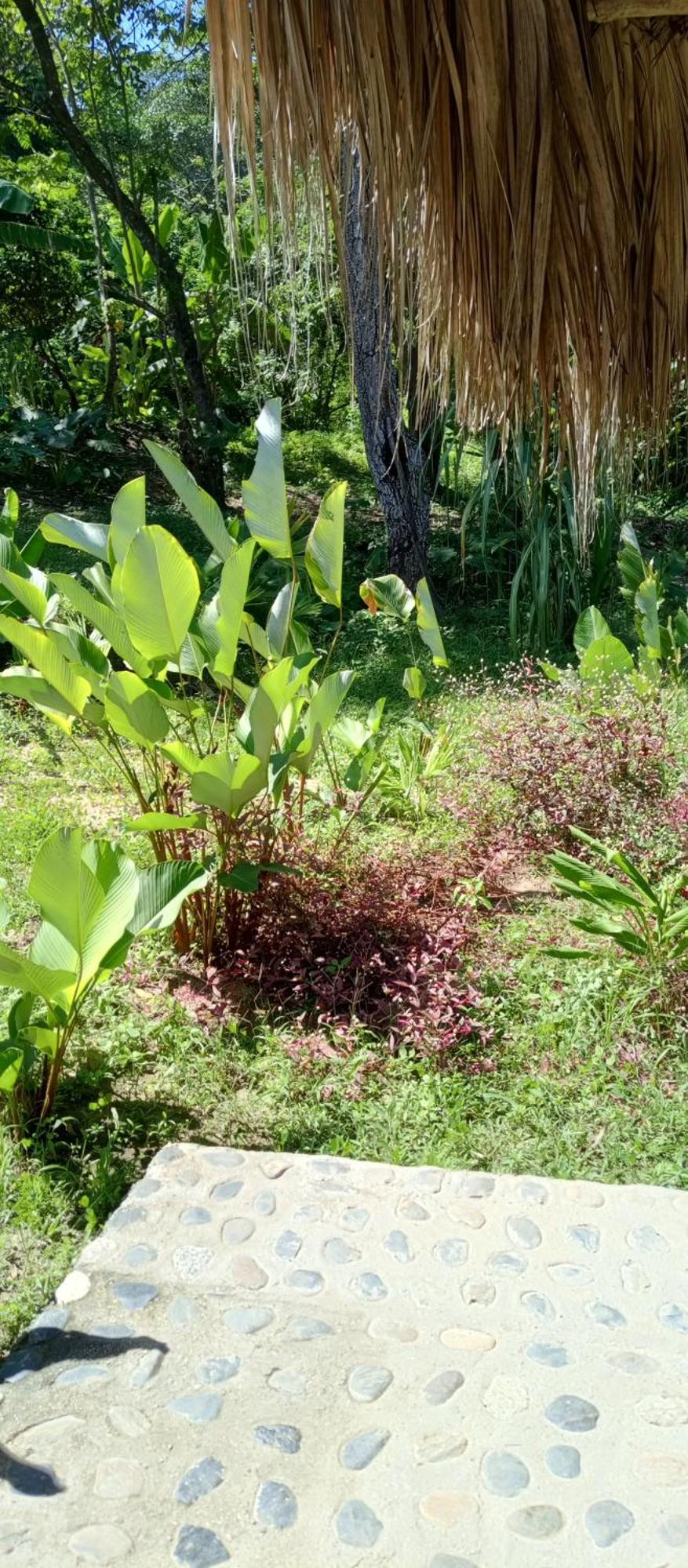 Hostal Zirumake Dentro del Parque Tayrona Zaino Exterior foto
